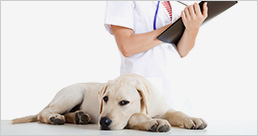 veterinarijos medicinos įrangos platintojas Lenkijoje